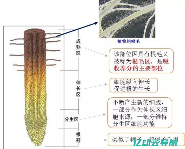 深入了解根域名服务器：确保互联网连接稳定性的幕后英雄 (根域是什么)