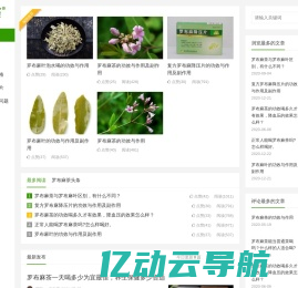 罗布麻-新疆罗布麻茶 - 奇茶荟罗布麻茶