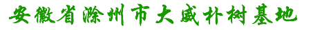 安徽省滁州市大威朴树基地