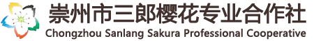 四川成都樱花-四川樱花基地-成都高杆樱花-成都垂枝樱花-崇州市三郎樱花专业合作社